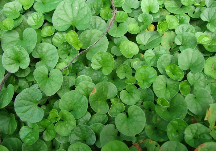 Centella asiatica